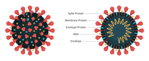 A diagram of the virus that causes COVID-19, showing spike protein, membrane protein, envelope protein, RNA, envelope.