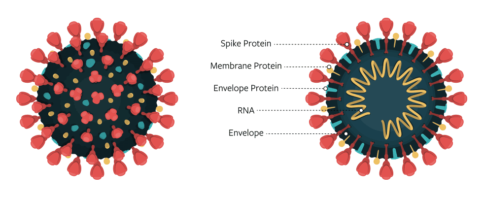 A diagram of the virus that causes COVID-19, showing spike protein, membrane protein, envelope protein, RNA, envelope.
